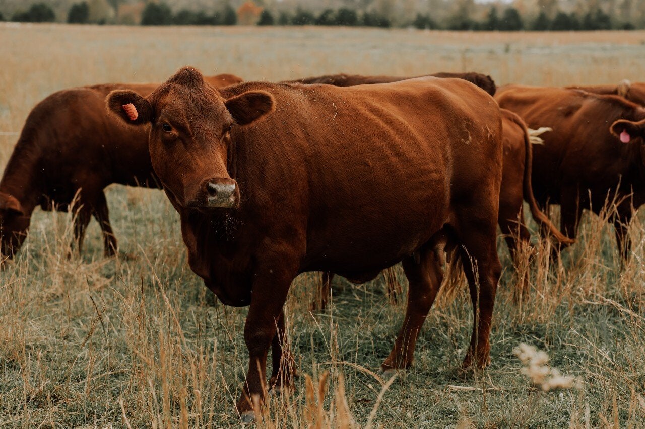 Miniature Cattle — Croakers Crossing Farm